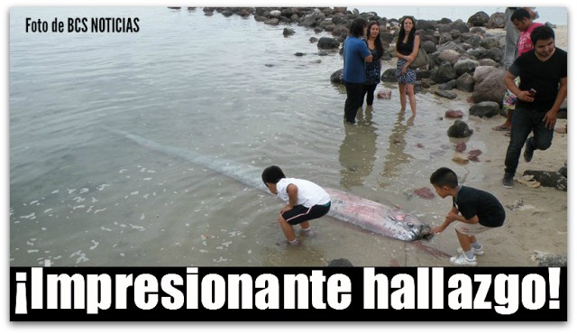 2 - 1 pez remo malecon de la paz