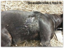 2 - 1 arma de fuego vs perrita 2