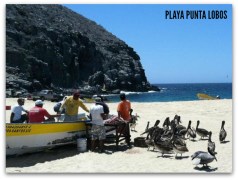 2 - 1 punta lobos todo santos