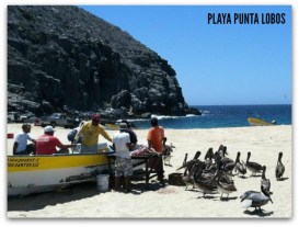 2 - 1 punta lobos todo santos