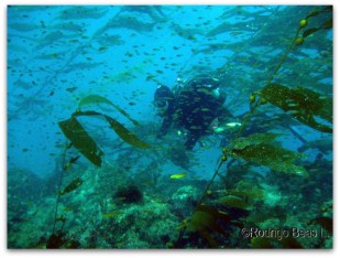 2 - 1 bosques de sargazo ok foto golfo de california