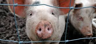 2 - 1 cerdo cochito marrano