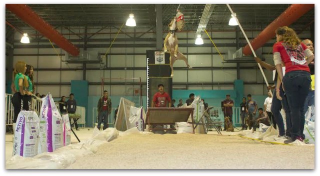 2 - 1 perros evento senador isaias gonzalez 1