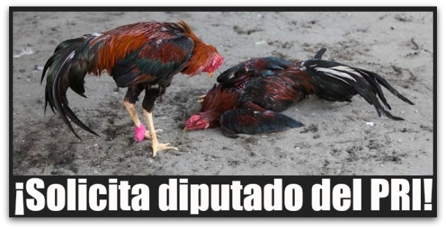 2 - 1 peleas de gallos