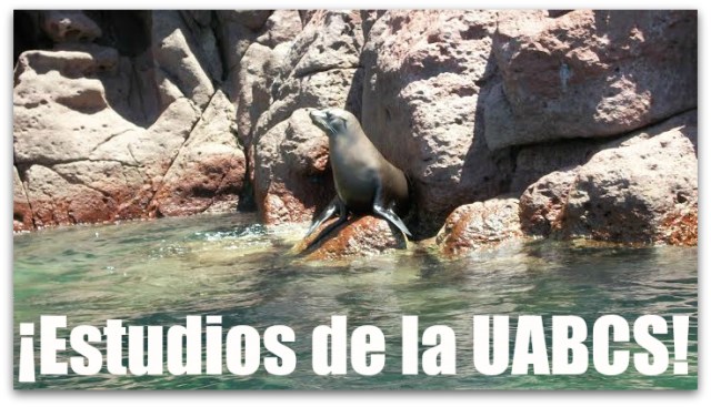 LOBOS MARINOS DE CALIFORNIA