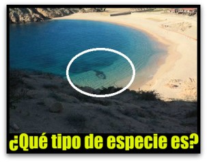 pez gigante playa santa maria