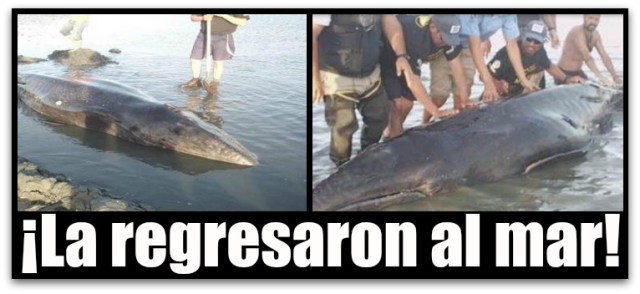 BALLENA GRIS EN GUERRERO NEGRO