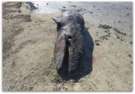 BALLENA MUERTA 002