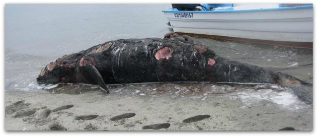 BALLENA MUERTA 003