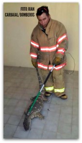 1 varano en cabo san lucas