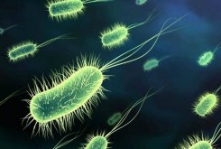 VIRUS BACTERIA COLI