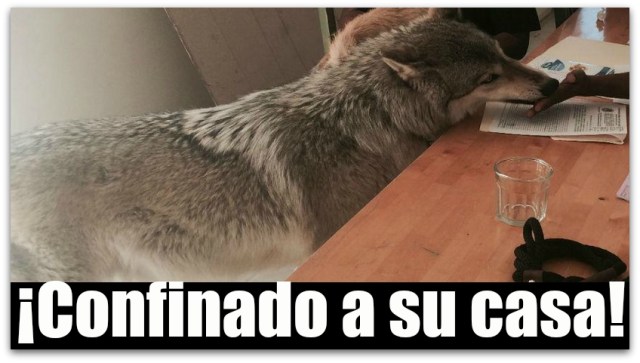 1 LOBO CABO SAN LUCAS