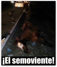 caballo carretera a todos santos