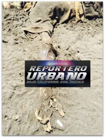 1 OSAMENTA HUMANA EL MOGOTE