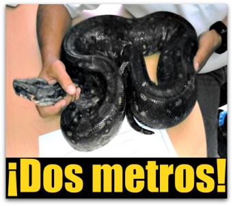1 a boa constrictor santa rosalia