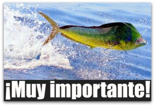 1 a dorado pesca cabo san lucas