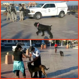 1 a perros malecon la paz