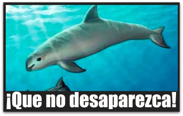 1 a vaquita marina uabcs