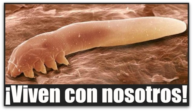 1 a acaros microscopicos uabcs