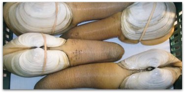 1 almeja generosa o chiluda