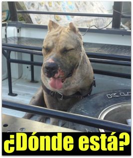 1 a perro king desaparecido ejecutado