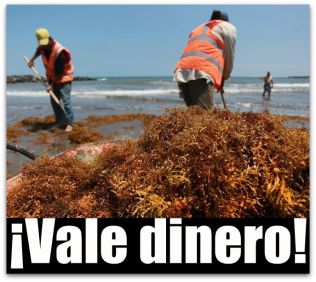 1 a riosmena sargazo