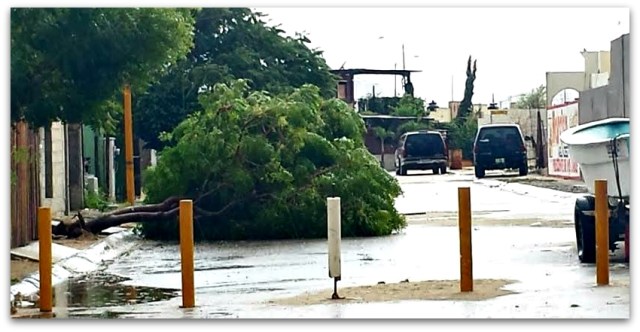 1 a torito san jose del cabo