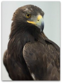 0 a aguila mexico norteamerica