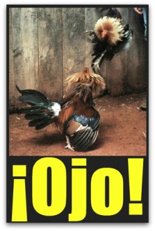 0 a peleas de gallos ojo