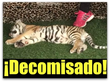 0 a tigre de bengala profepa cabo san lucas