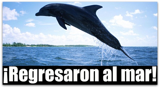 0 a delfines varados la paz bcs