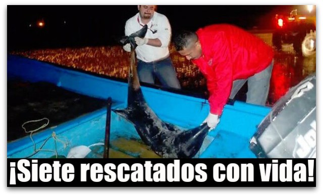 0 a a a delfines profepa