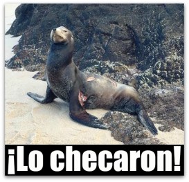 0 a a a lobo marino playa palmilla