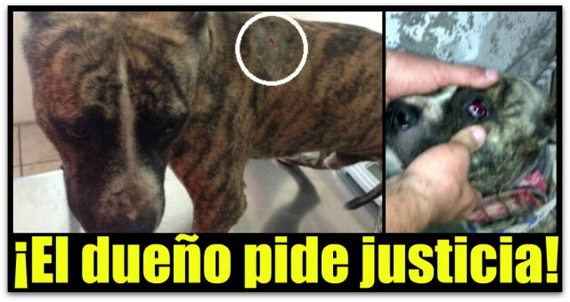 0 a a a pitbull ataque guerrero negro