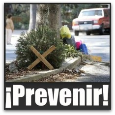 c arboles de navidad la paz bcs