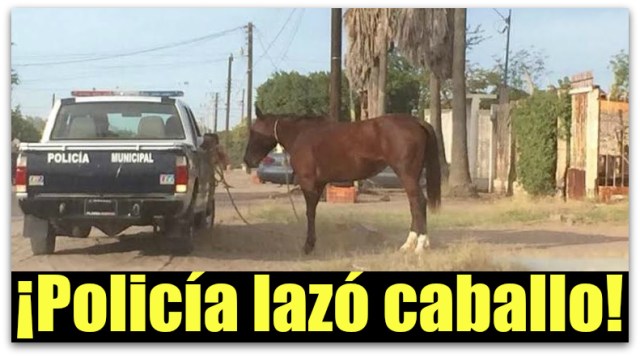 0 a a ciudad constitucion bcs caballo lazado