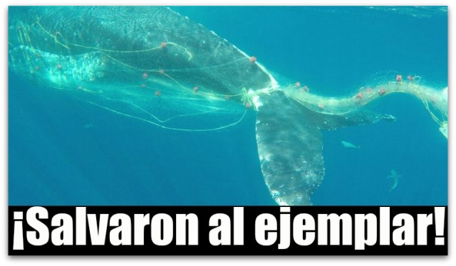 0 a ballena enmallada