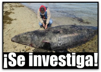 0 a ballenas muertas en guerrero negro ojo de liebre