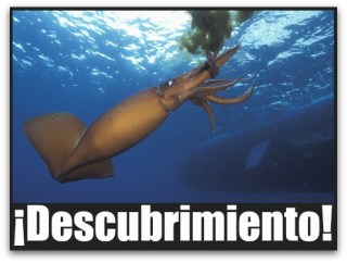 0 a calamar gigante golfo de california