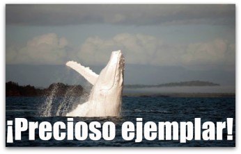 0 a ballena blanca2  baja california sur