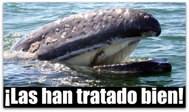 0 a ballenas en baja california sur