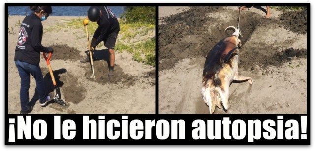 0 a delfin muerto en el malecon