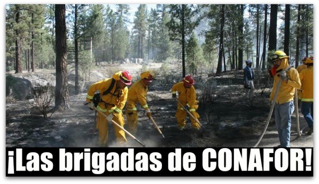 0 a incendios brigadas conafor