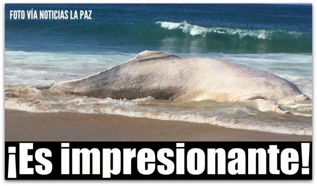 d a ballena albina todos santos 002