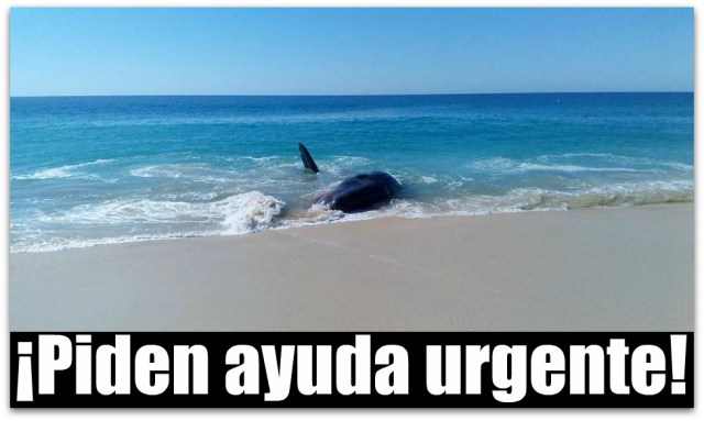 0 A A BALLENA MUERE EN CABO SAN LUCAS