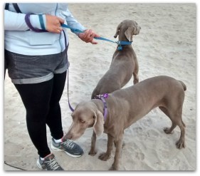 0 A A A ATACADO POR PERRO EN EL MALECON 3