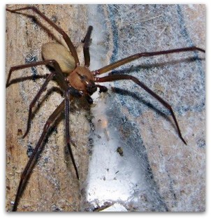 0 A A ARAÑA VIOLINISTA BCS