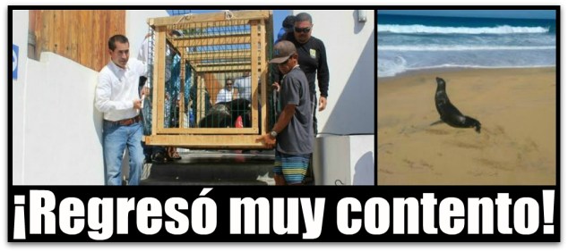 0 a a lolo regreso contento a los cabos mar