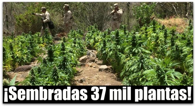 0 a aa plantios de marihuana en comondu