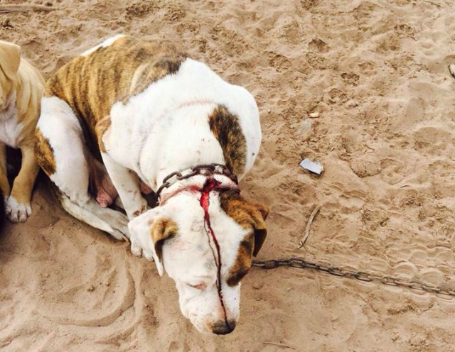 0 a ejecutado a balazos en ciudad constitucion perrito